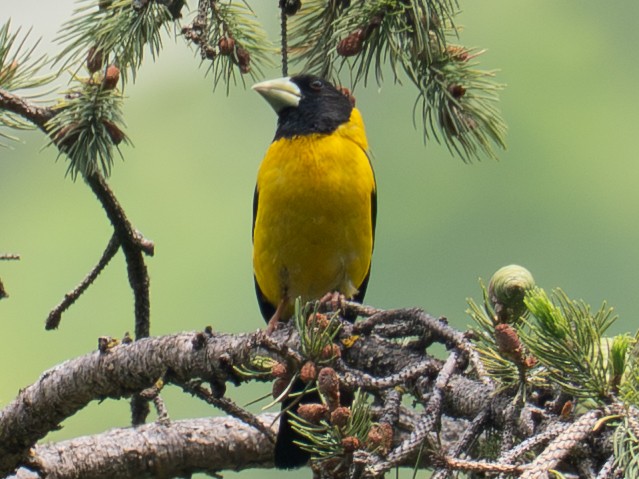 Black-and-yellow Grosbeak - ML639661244