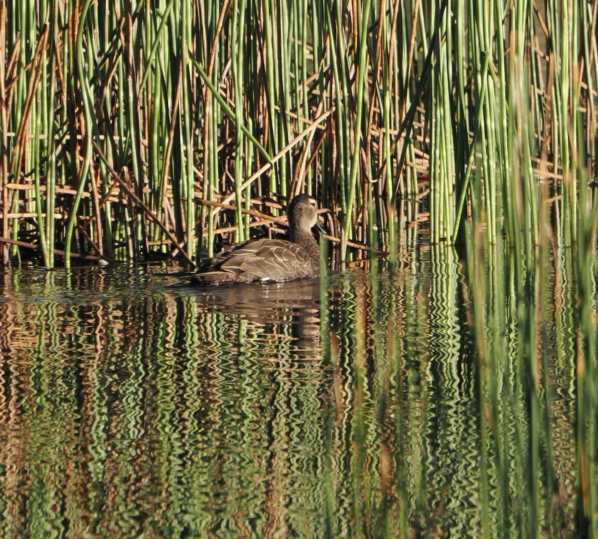 Pacific Black Duck - ML639661269