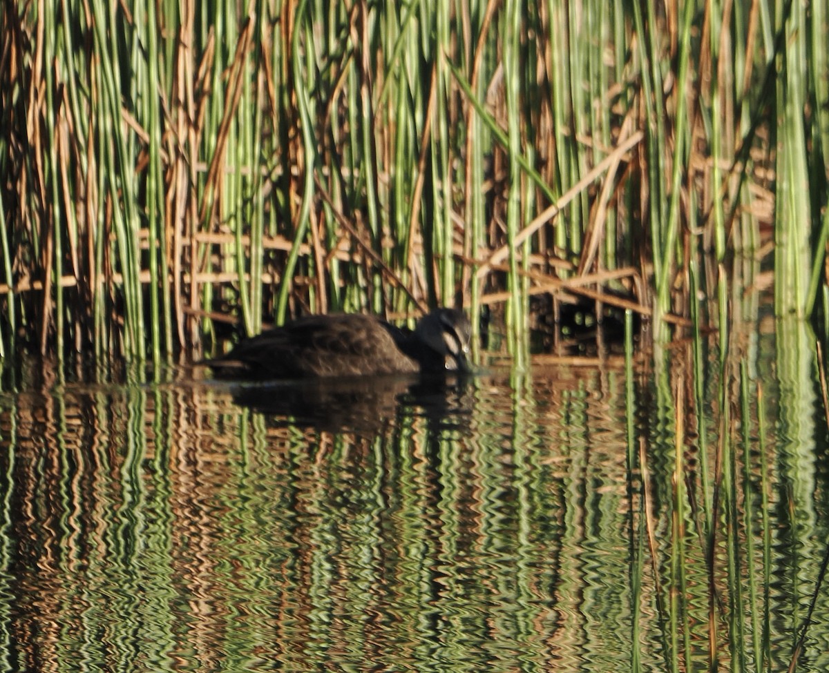 Pacific Black Duck - ML639661270