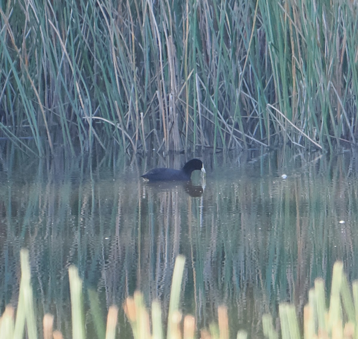 Eurasian Coot - ML639661274