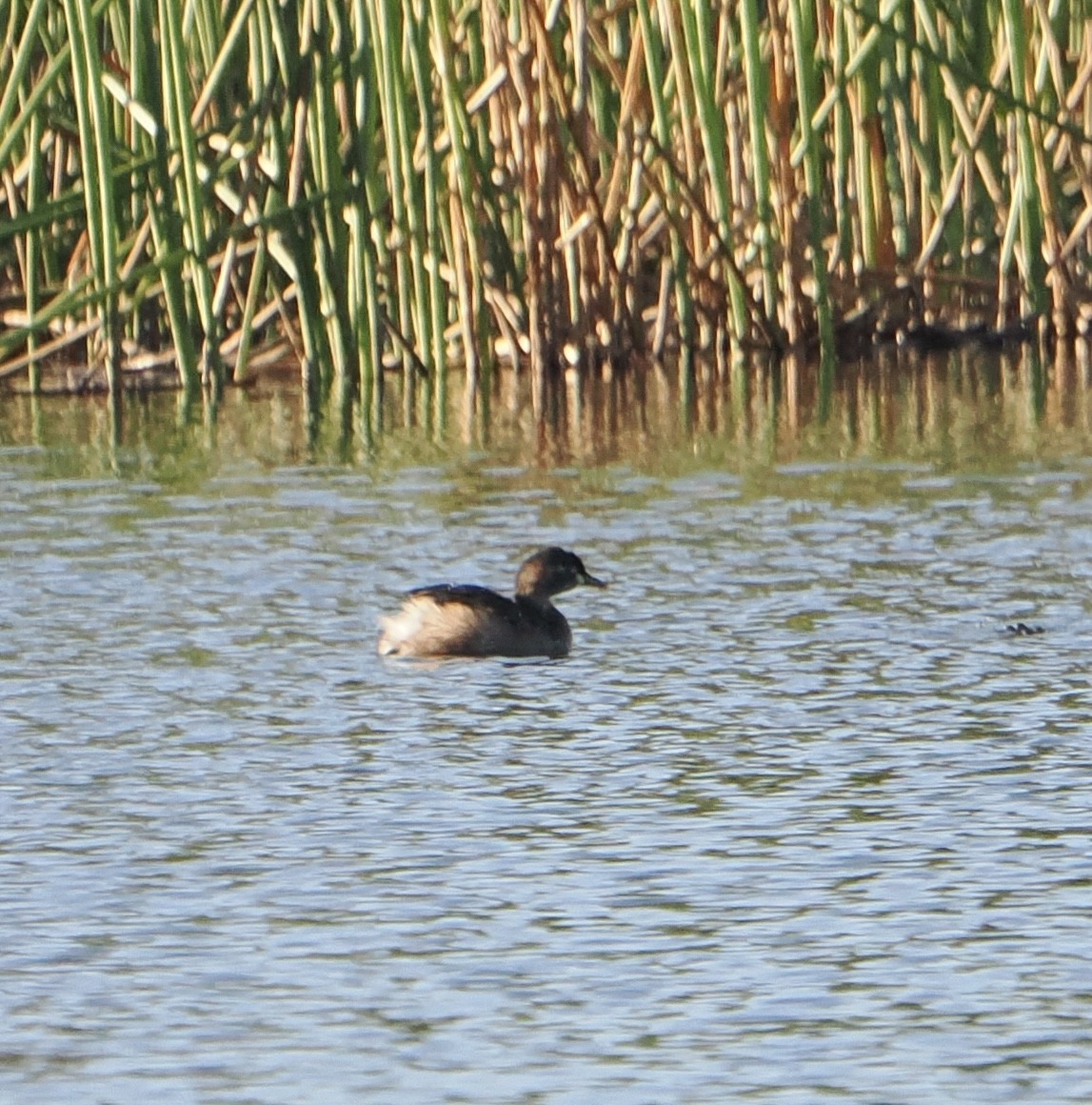 Australasian Grebe - ML639661277