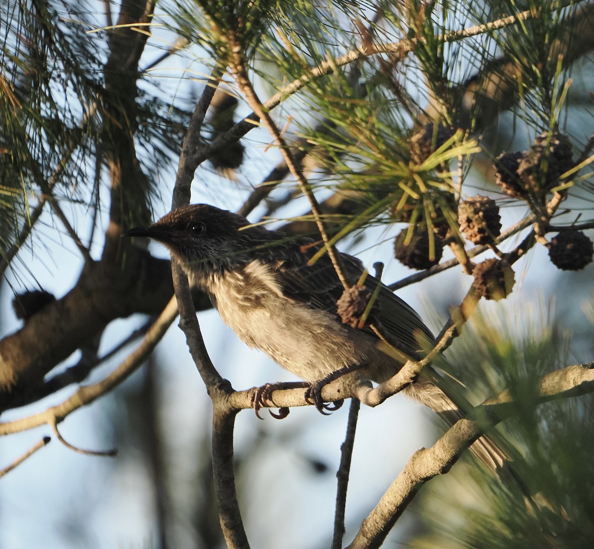 Little Wattlebird - ML639661290