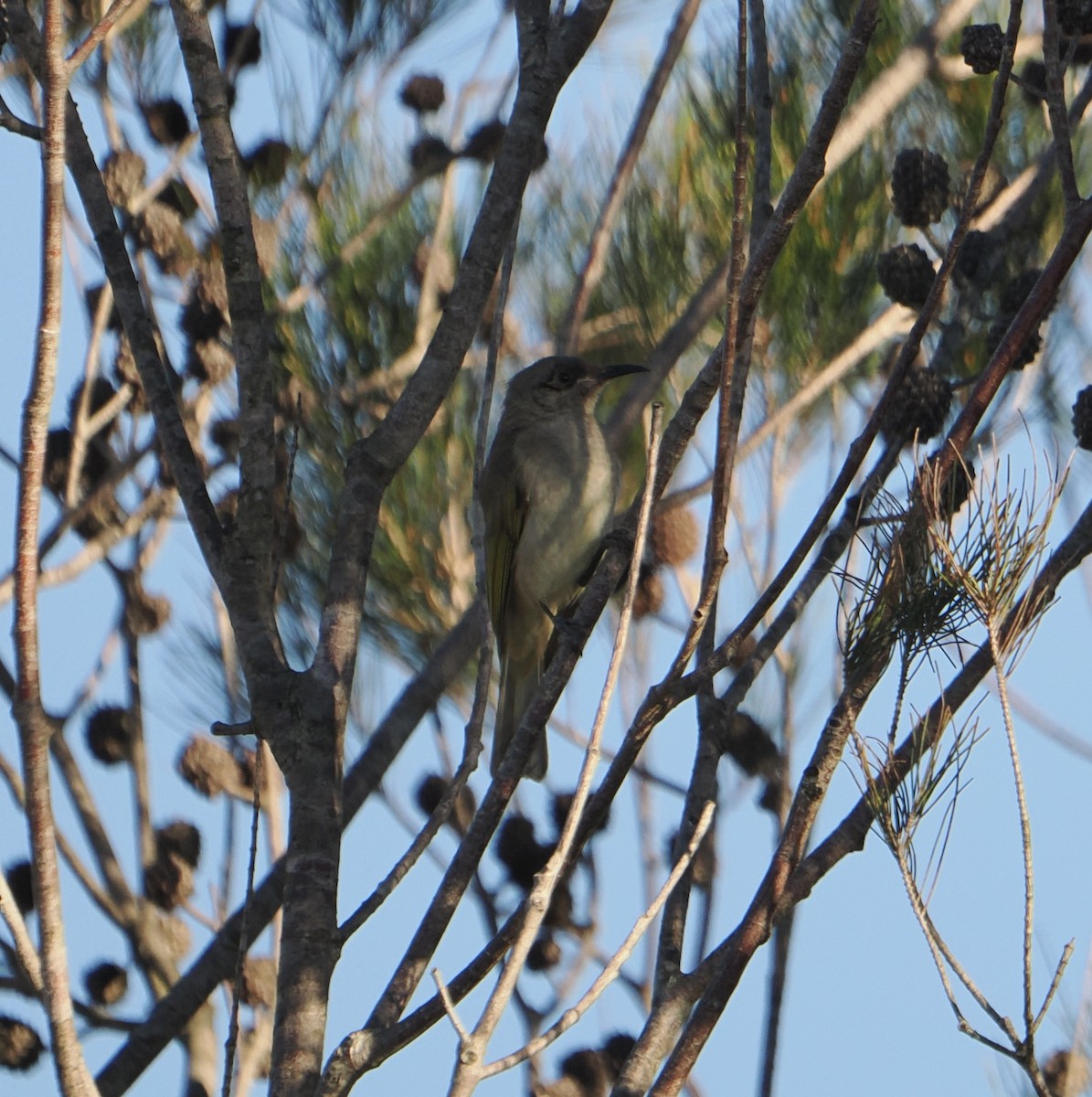 Brown Honeyeater - ML639661296