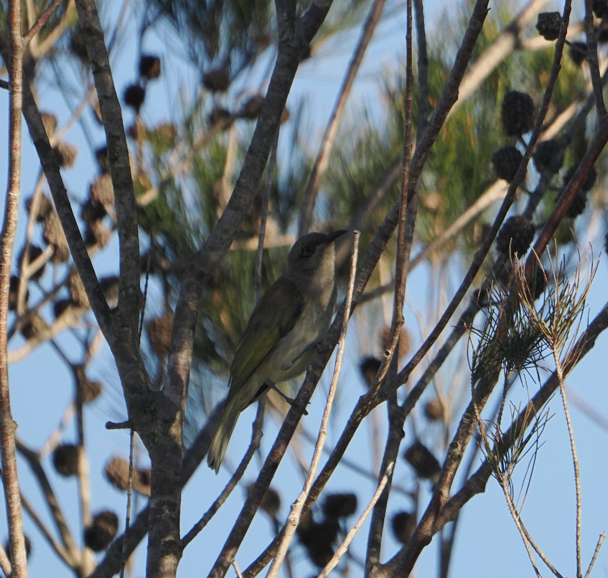 Brown Honeyeater - ML639661297