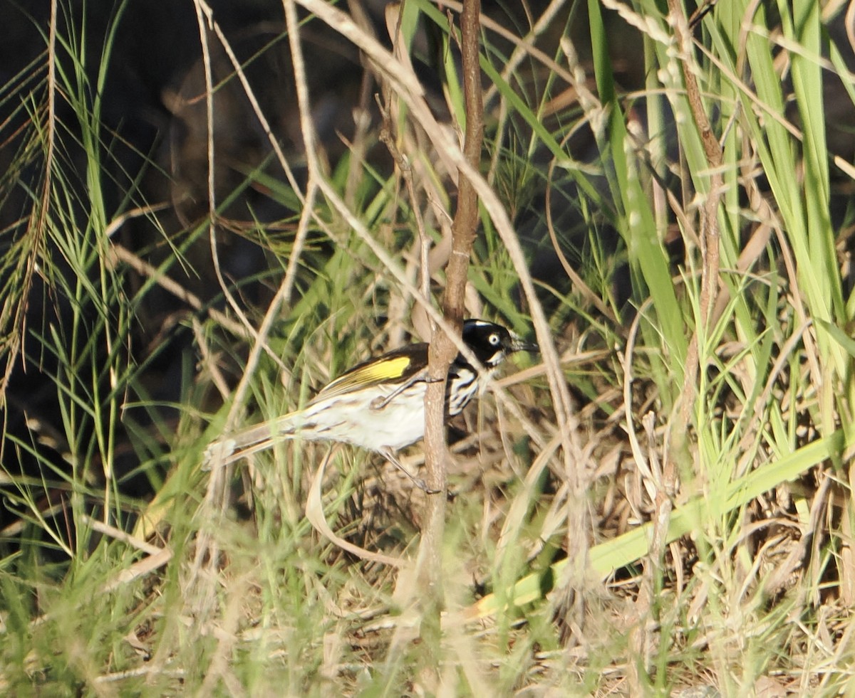 New Holland Honeyeater - ML639661305
