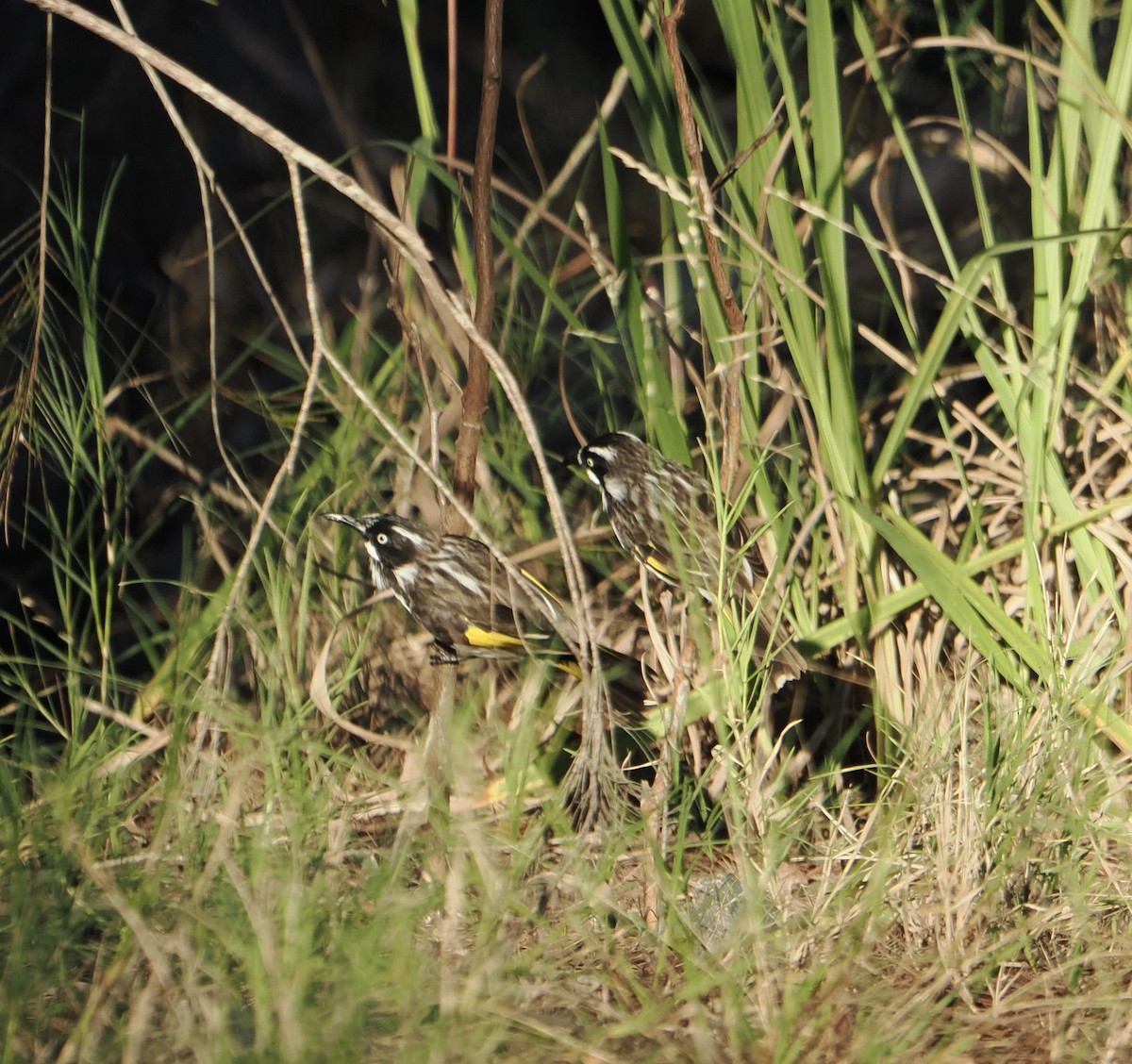 New Holland Honeyeater - ML639661306