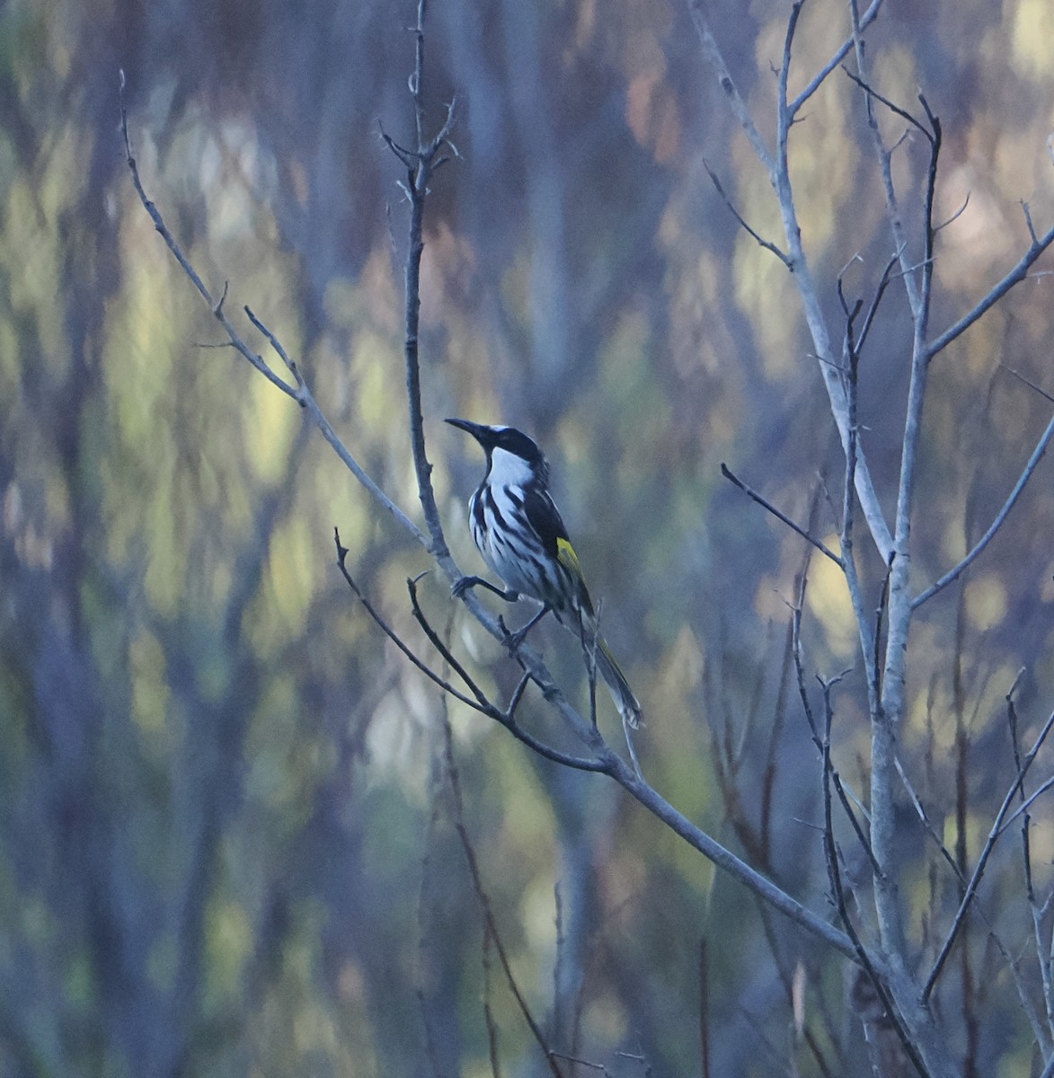 White-cheeked Honeyeater - ML639661309