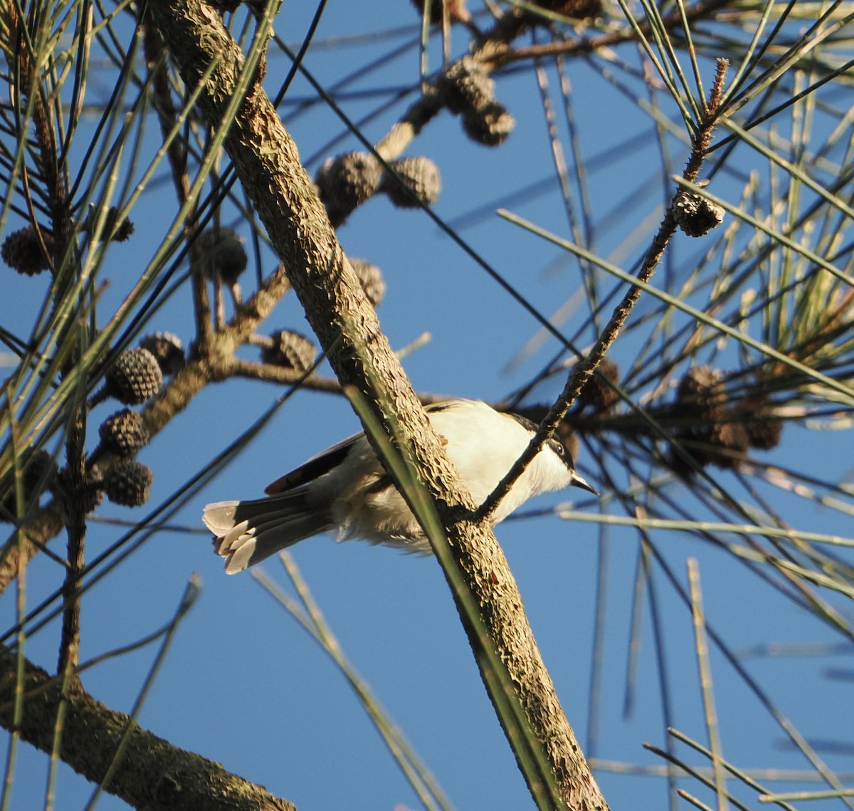 White-naped Honeyeater - ML639661312