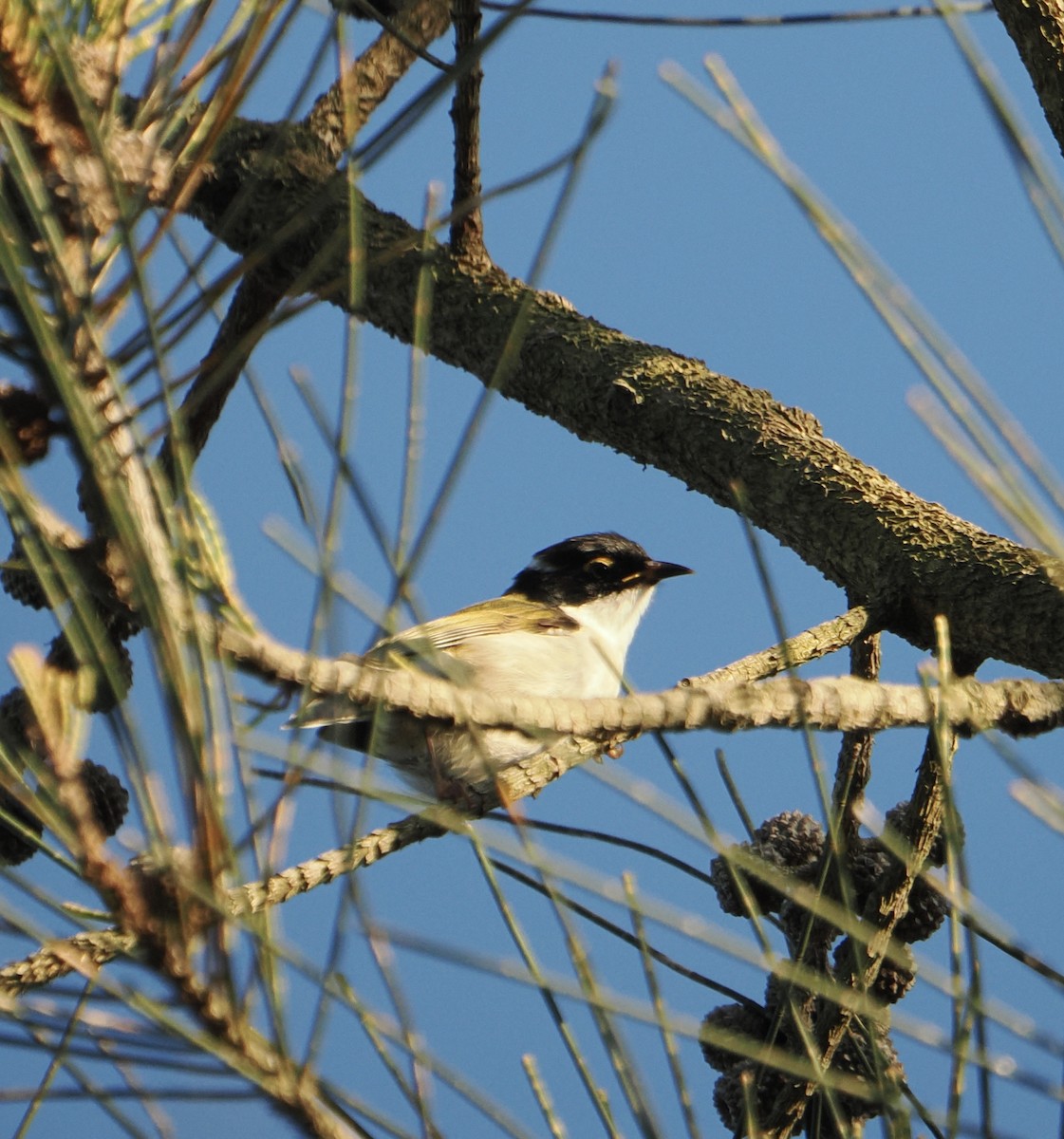 White-naped Honeyeater - ML639661313