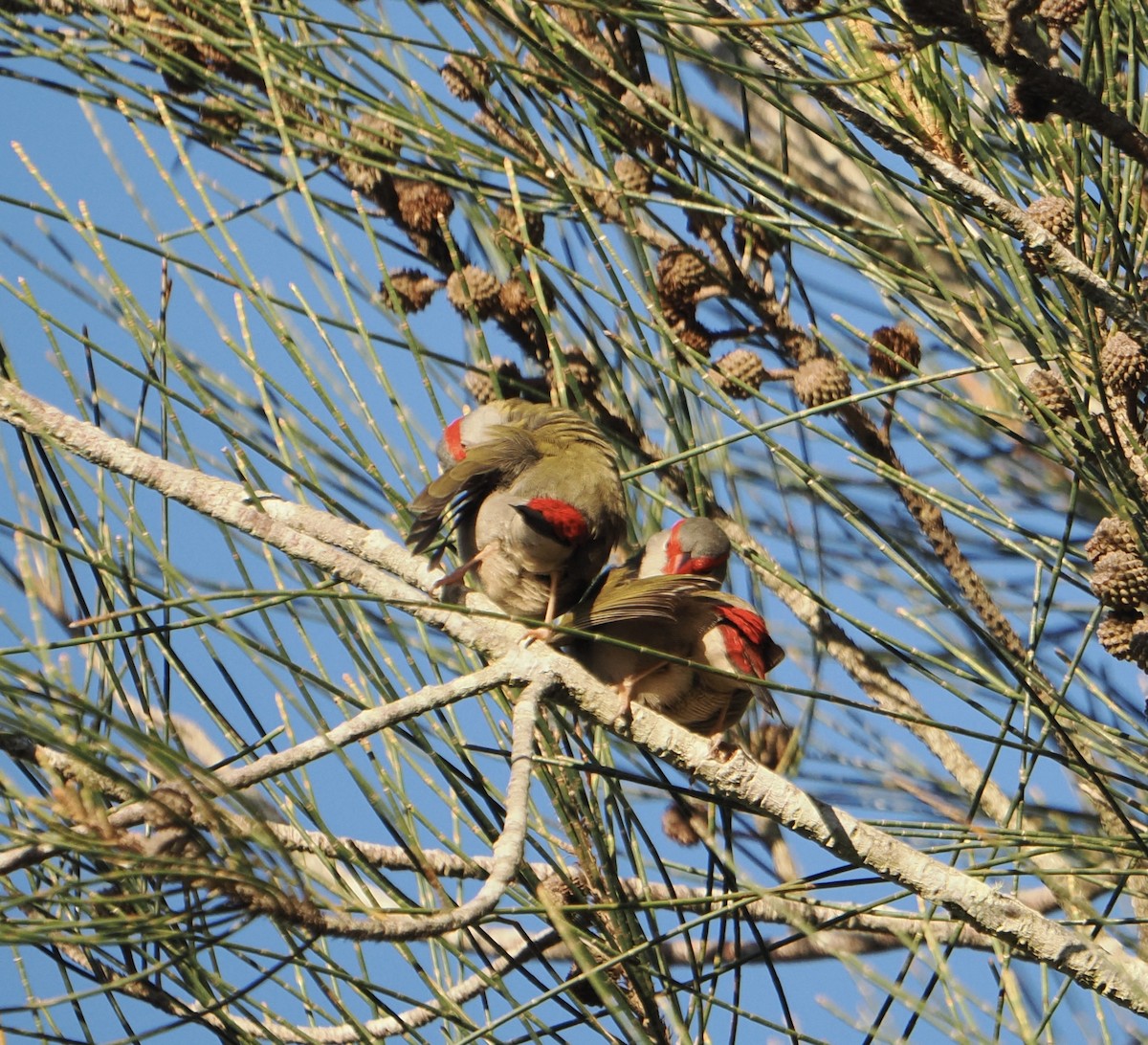 Red-browed Firetail - ML639661327
