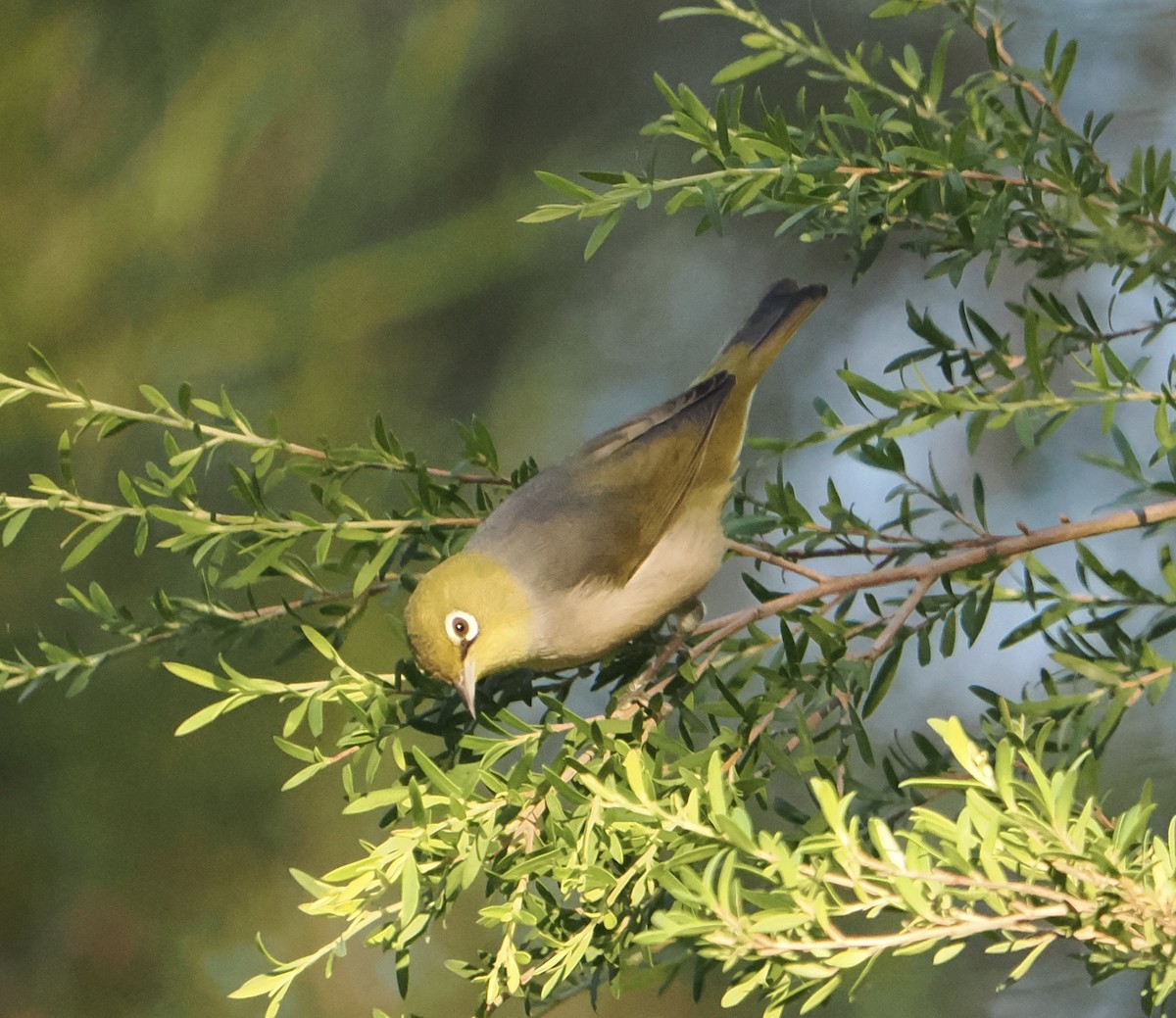 Silvereye - ML639661328