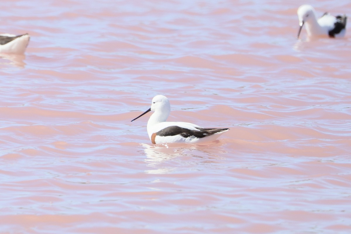 Banded Stilt - ML639661340