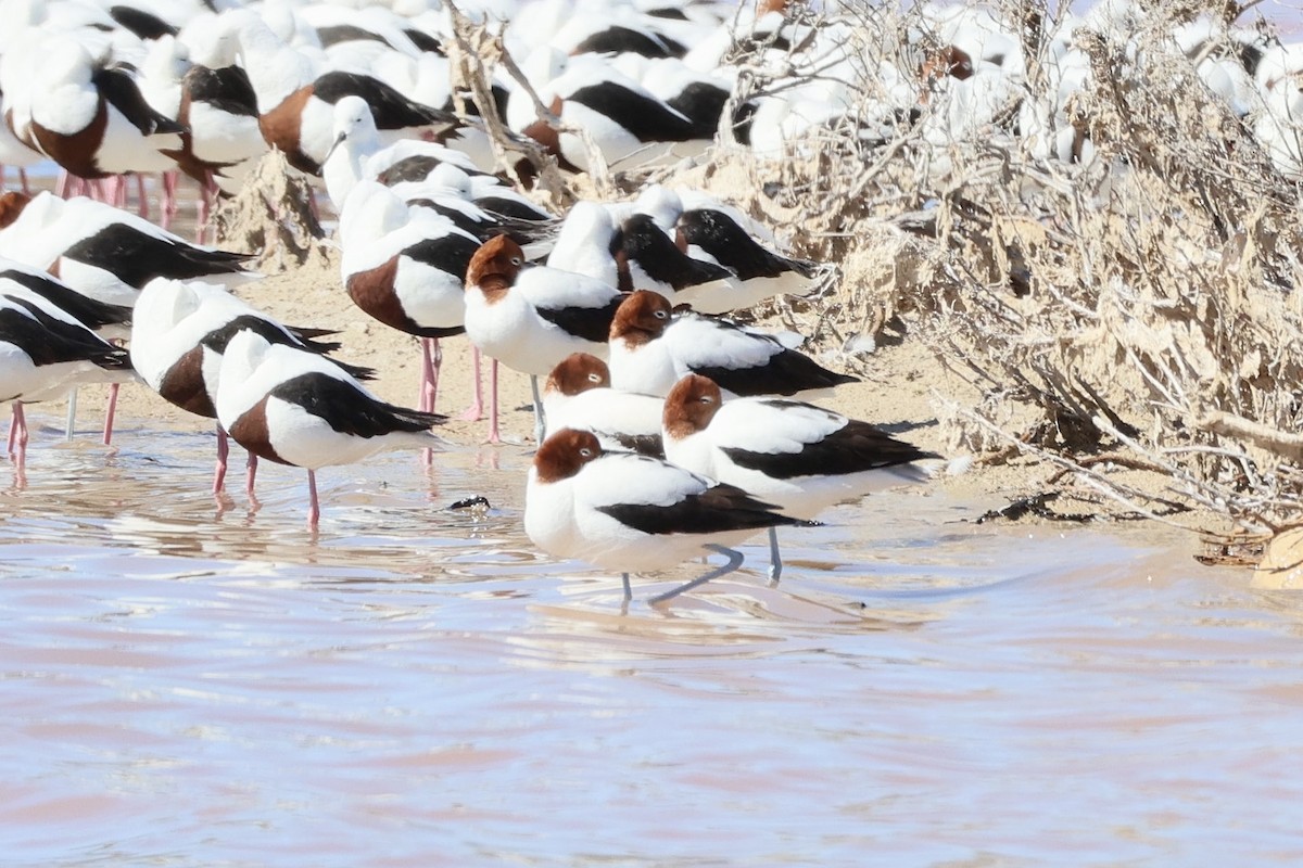 Avocette d'Australie - ML639661351