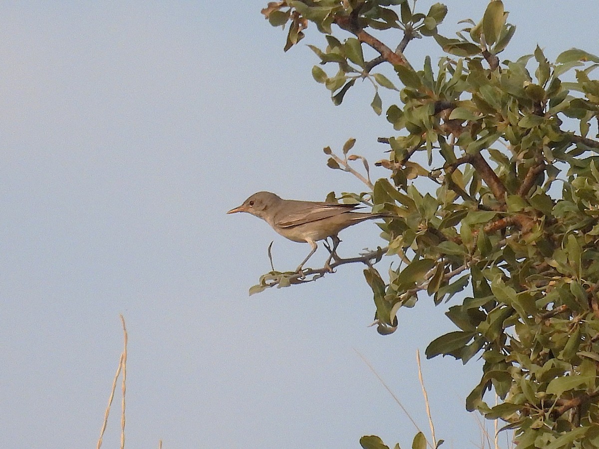 Upcher's Warbler - ML639661353