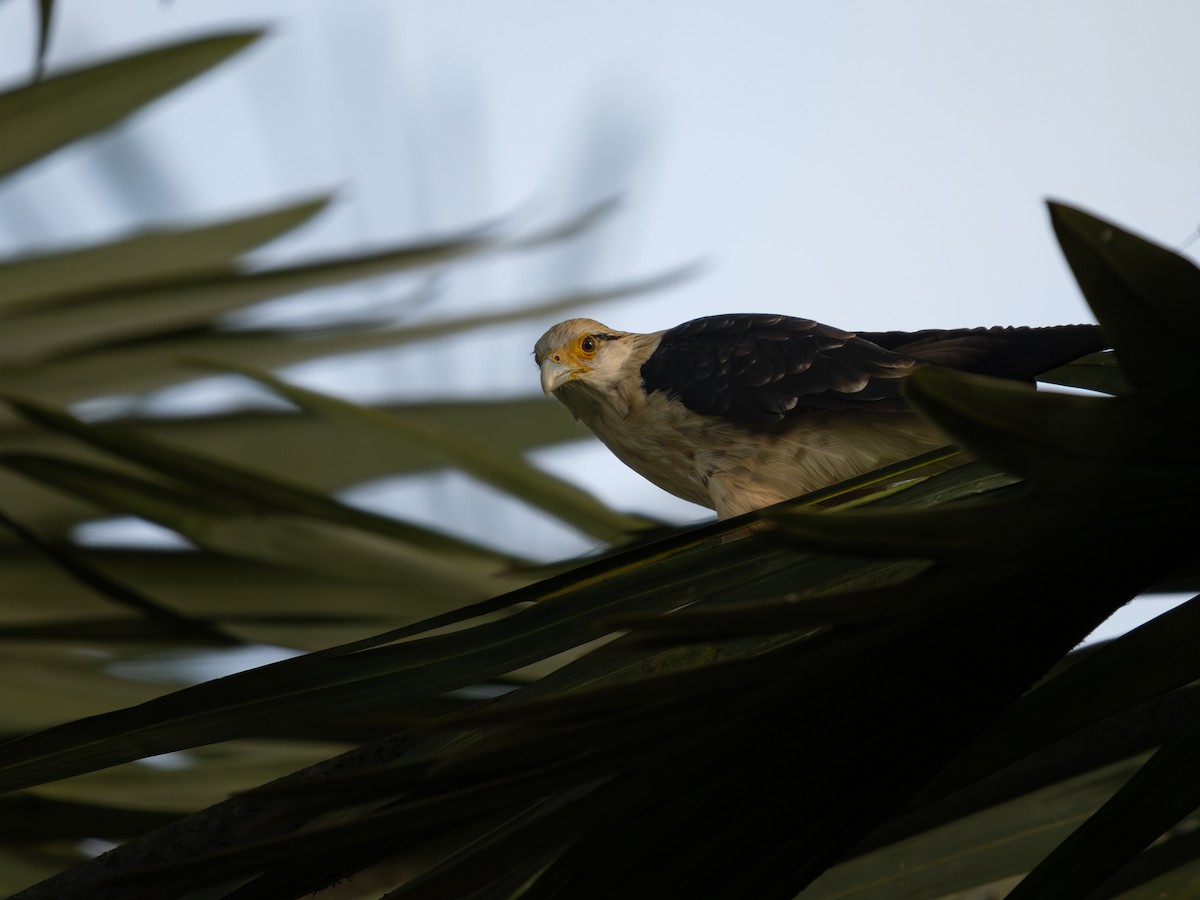 Yellow-headed Caracara - ML639661387