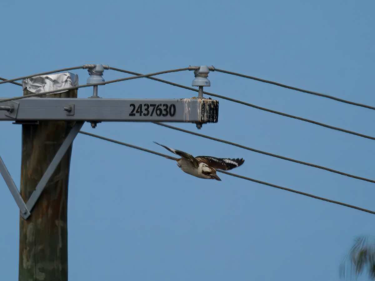 Laughing Kookaburra - ML639661399