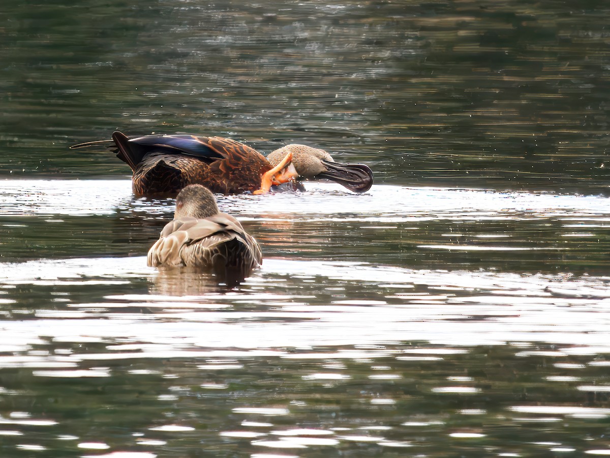 Australasian Shoveler - ML639661405