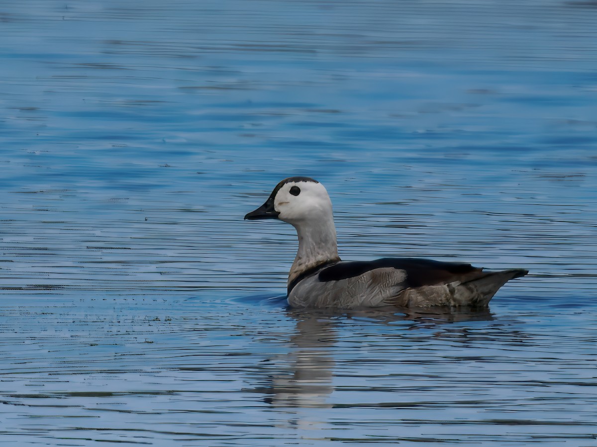Cotton Pygmy-Goose - ML639661406