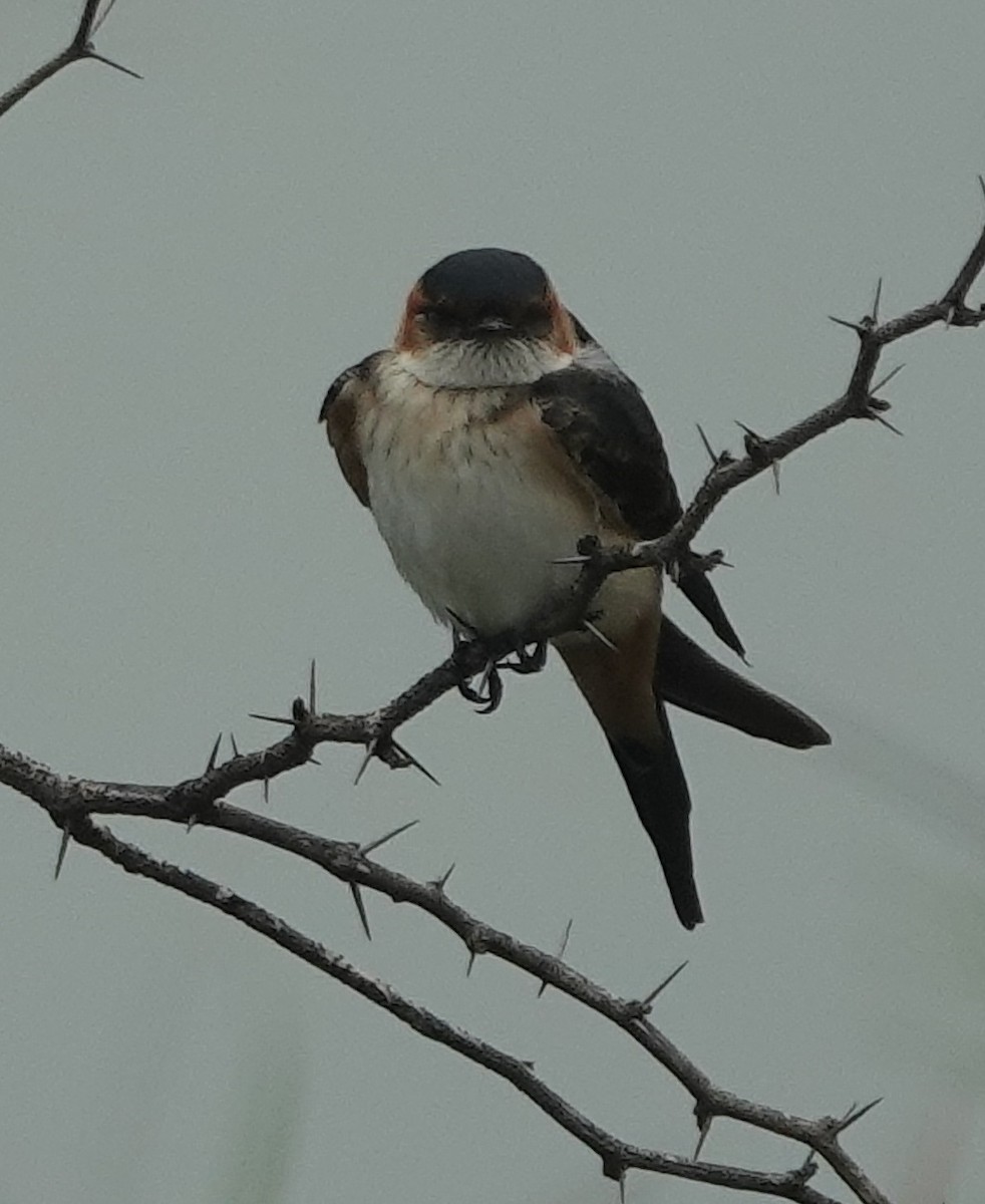 Eastern Red-rumped Swallow - ML639661413