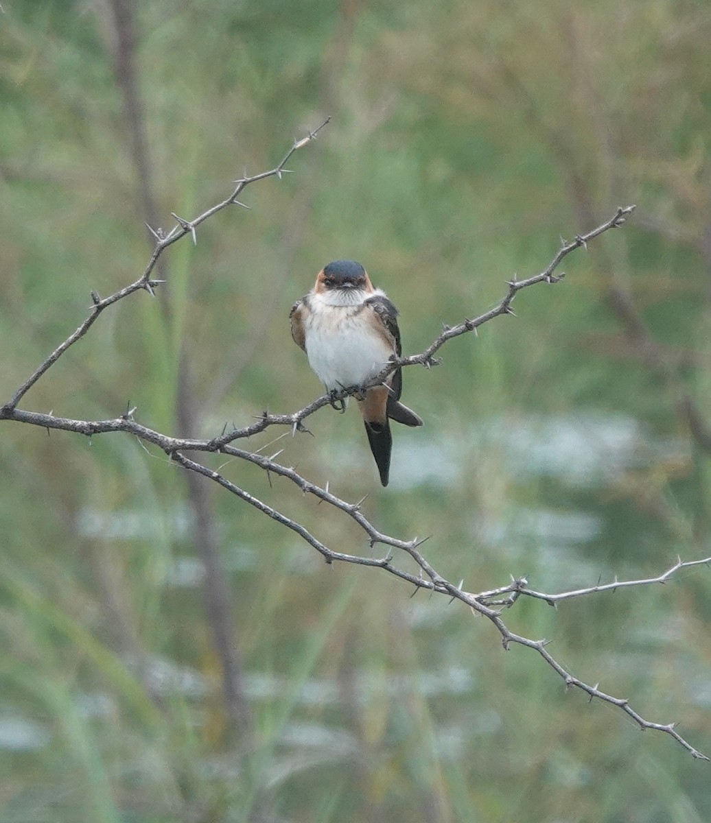 Eastern Red-rumped Swallow - ML639661414
