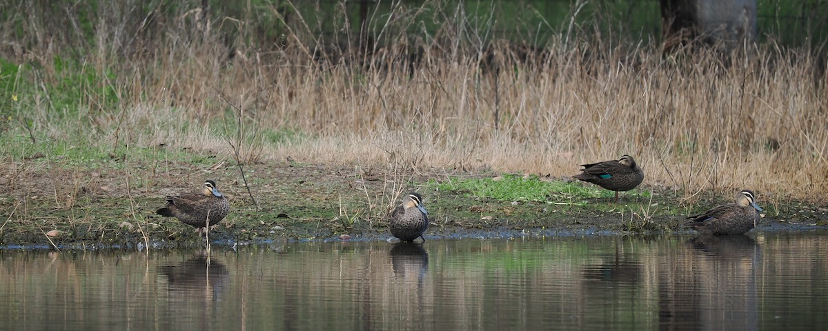 Pacific Black Duck - ML639661422