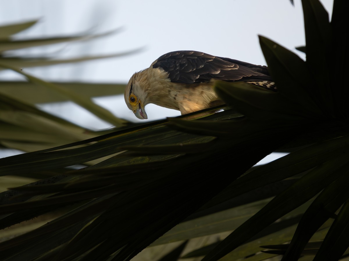 Yellow-headed Caracara - ML639661477