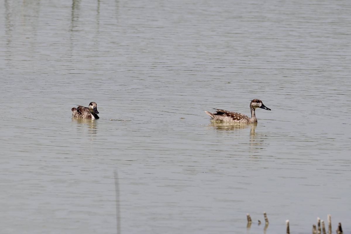 Marbled Duck - ML639661500
