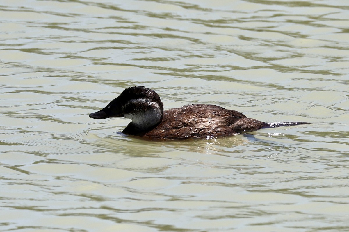 White-headed Duck - ML639661501