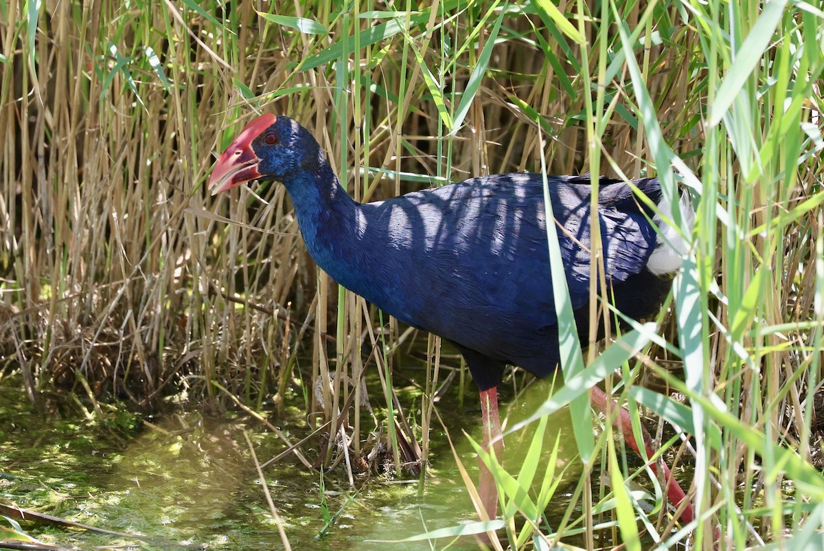Western Swamphen - ML639661503