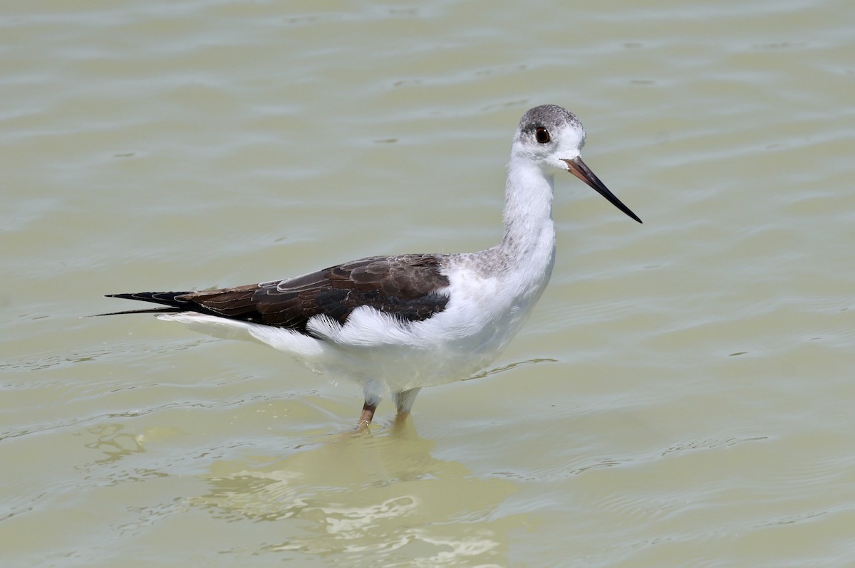 Black-winged Stilt - ML639661507