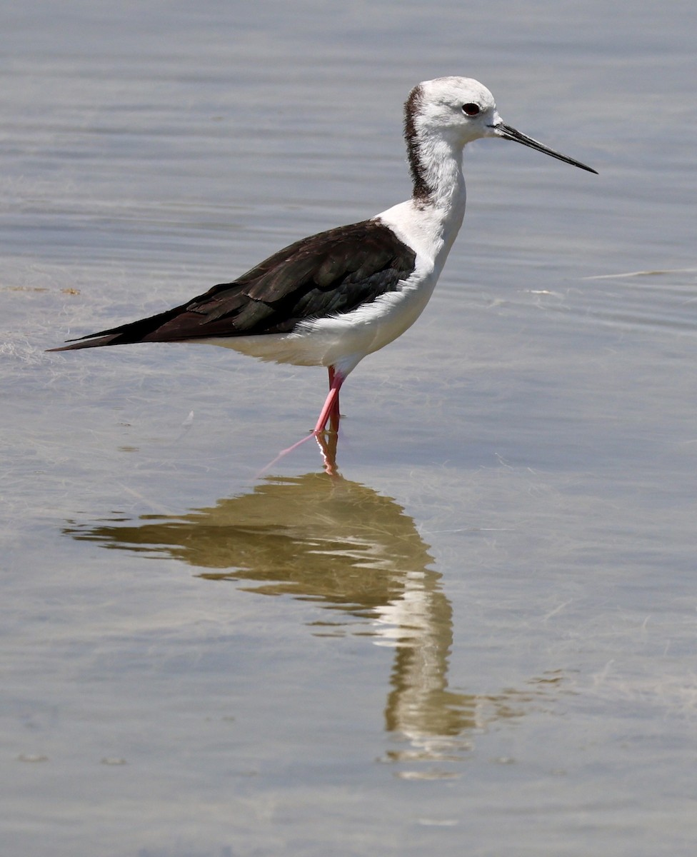 Black-winged Stilt - ML639661508