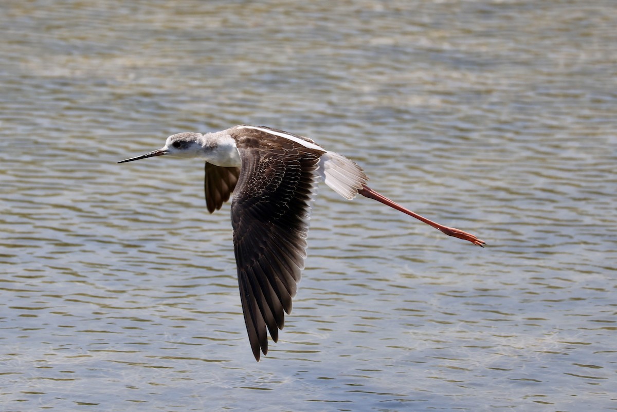 Black-winged Stilt - ML639661510
