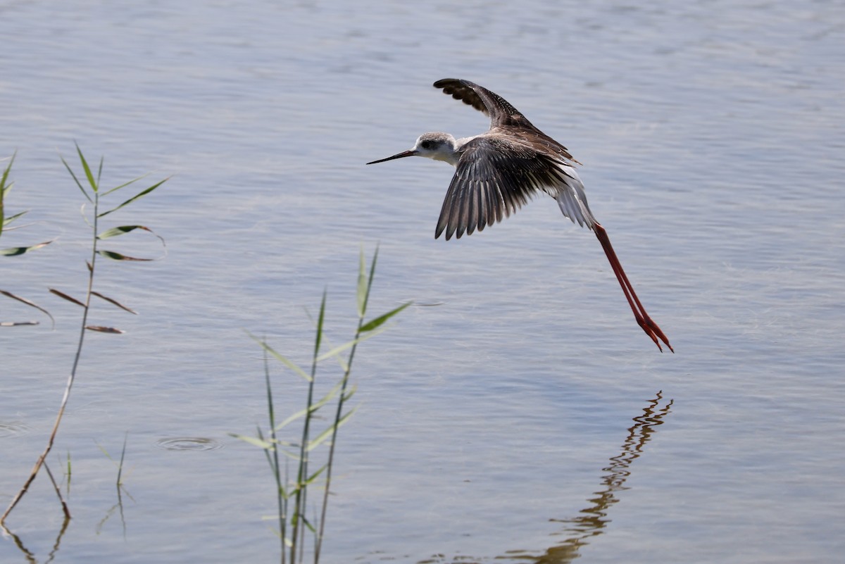 Black-winged Stilt - ML639661511