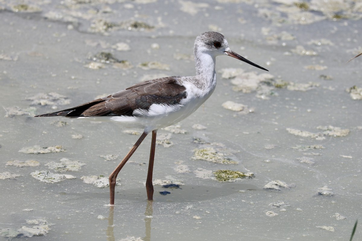 Black-winged Stilt - ML639661512