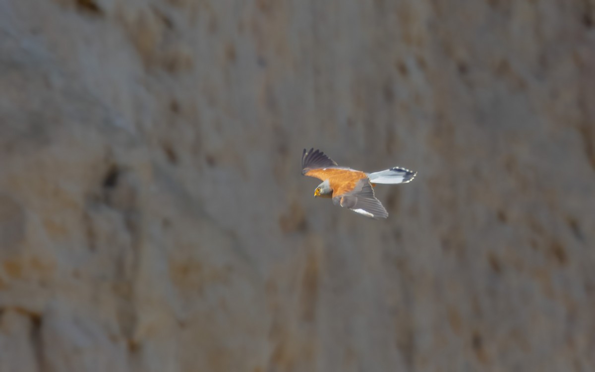 Lesser Kestrel - ML639661513
