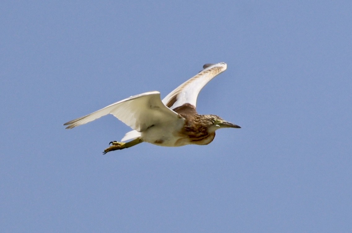Squacco Heron - ML639661517