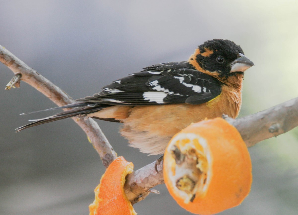 Black-headed Grosbeak - ML639661521