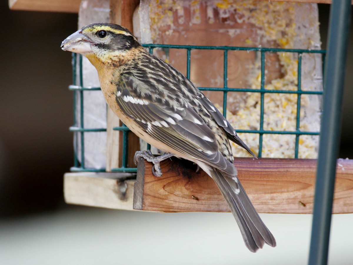 Black-headed Grosbeak - ML639661522