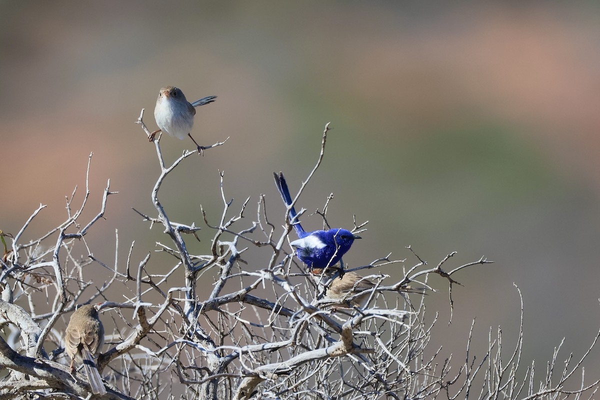 White-winged Fairywren - ML639661524