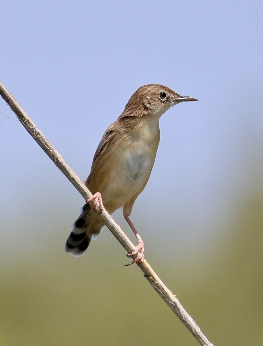 Zitting Cisticola - ML639661525
