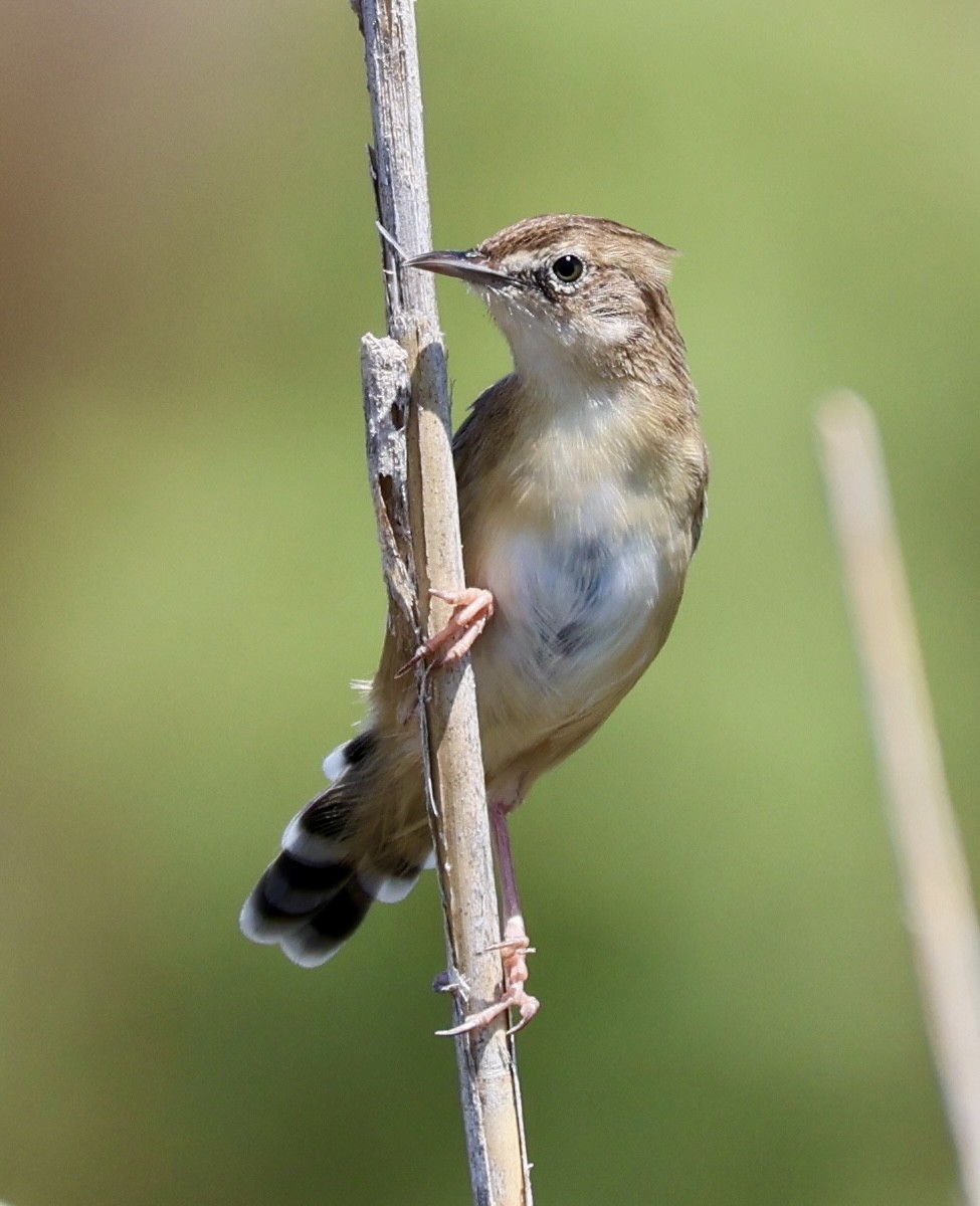 Zitting Cisticola - ML639661526