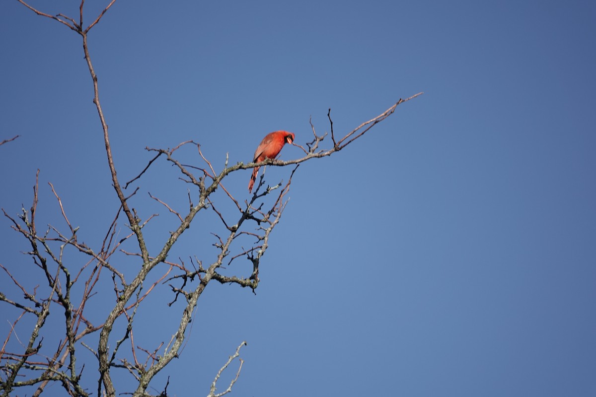 Northern Cardinal - ML639661535