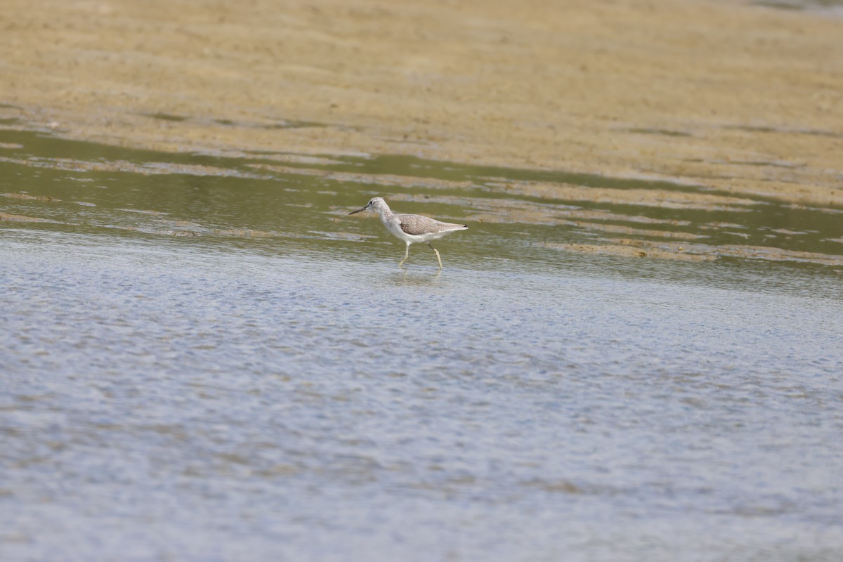 Common Greenshank - ML639661538
