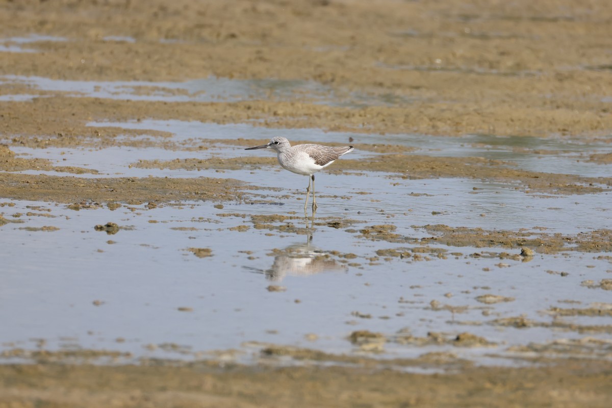 Green Sandpiper - ML639661539
