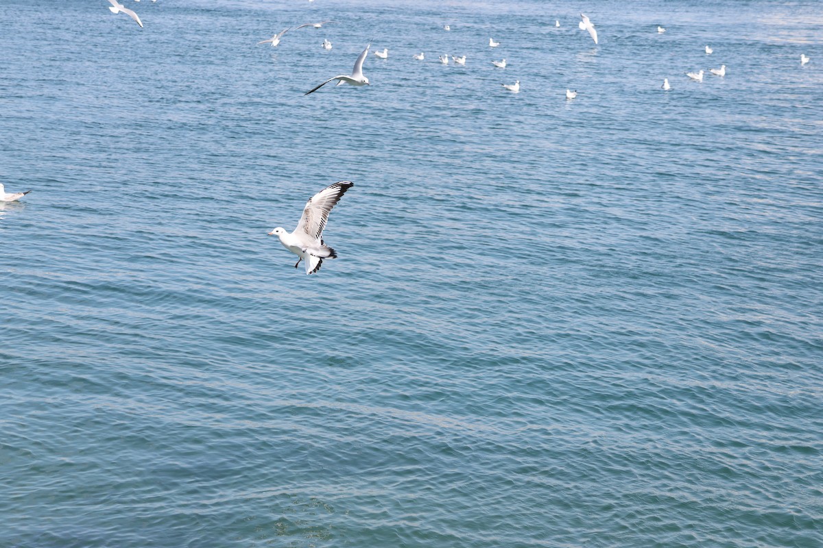 Black-headed Gull - ML639661540