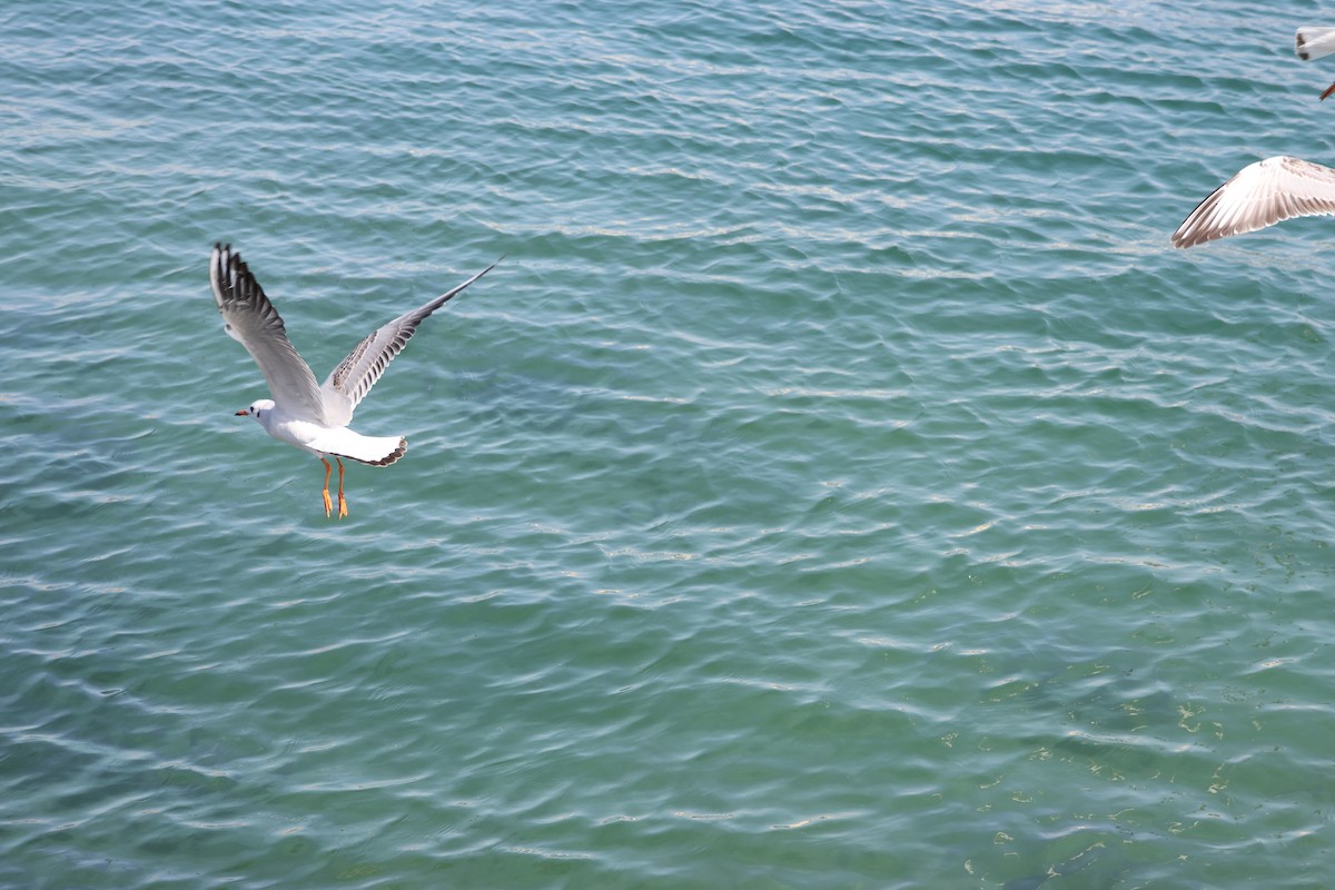 Black-headed Gull - ML639661541