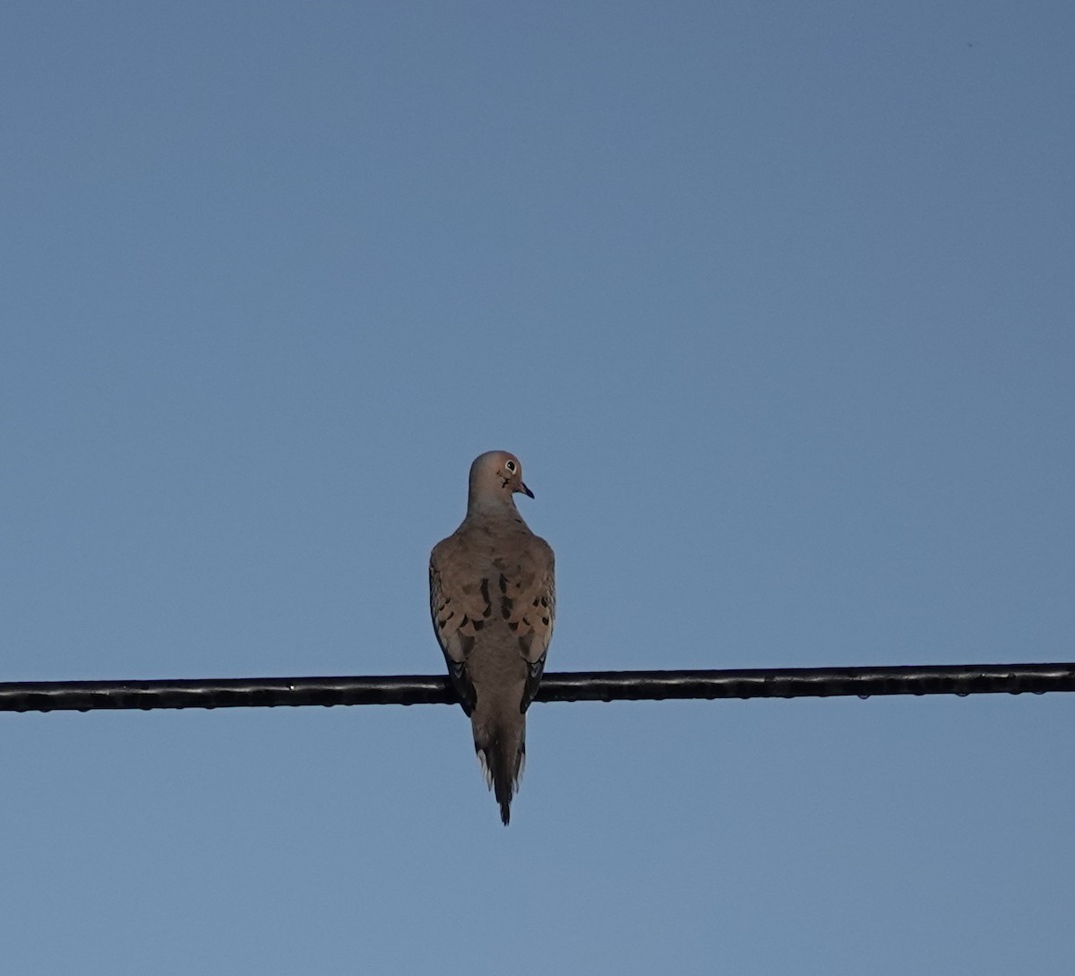 Mourning Dove - ML639661542