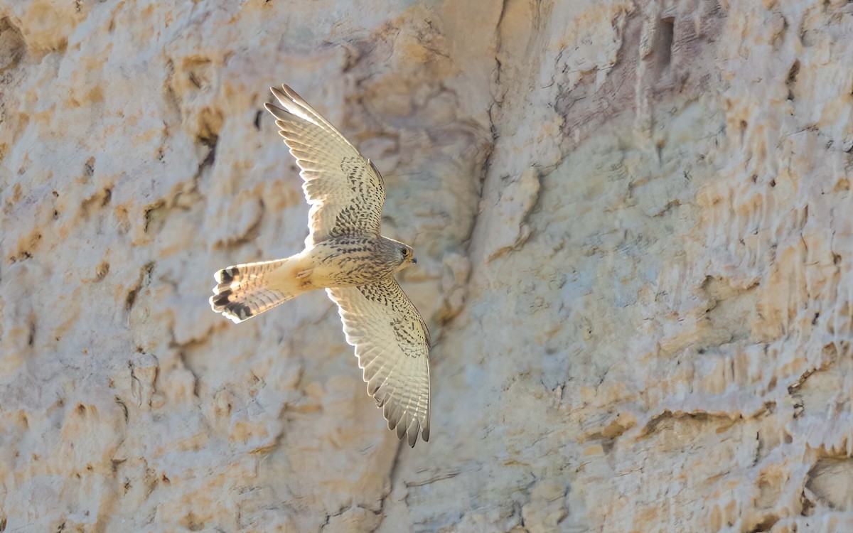 Lesser Kestrel - ML639661547
