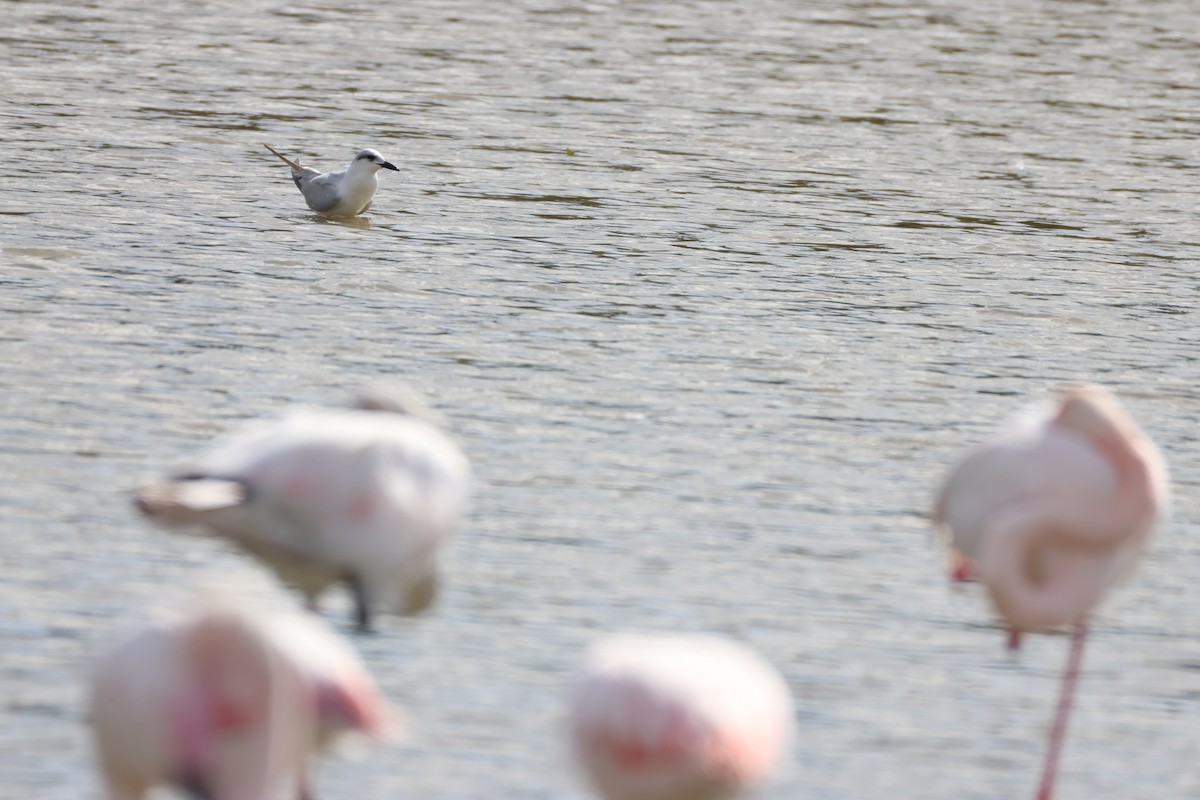 Gull-billed Tern - ML639661552