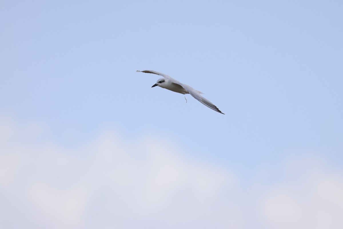Gull-billed Tern - ML639661553